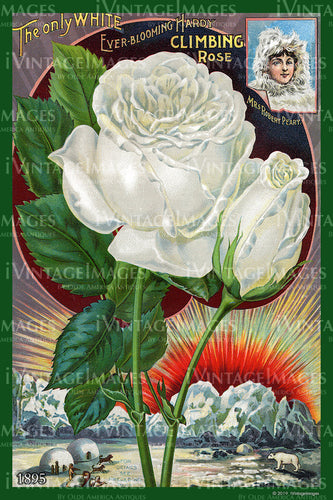 Climbing Rose Flower Seeds 1895 - 030