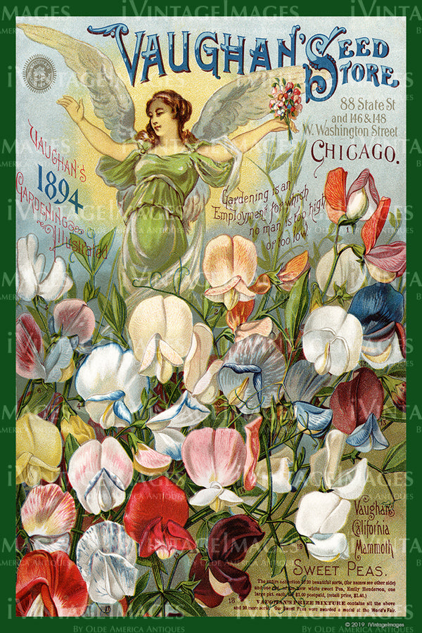 Vaughans Flower Seeds 1894 - 034