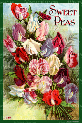 Sweet Peas Flower Seeds 1910 - 038