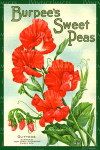 Burpees Flower Seeds 1910 - 039