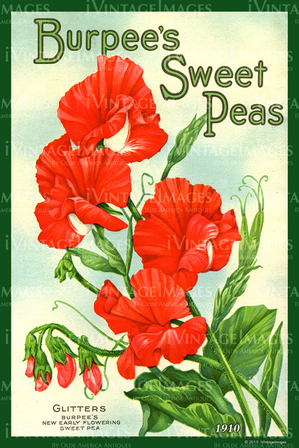 Burpees Flower Seeds 1910 - 039 – iVintageImages