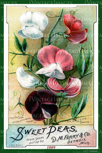 Ferry Flower Seeds 1899 - 041