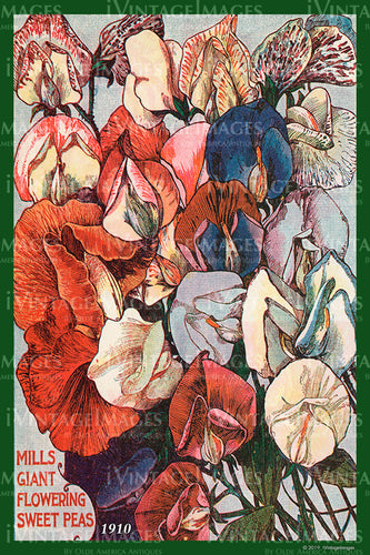 Mills Flower Seeds 1910 - 043
