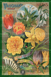 Vaughans Flower Seeds 1893 - 049