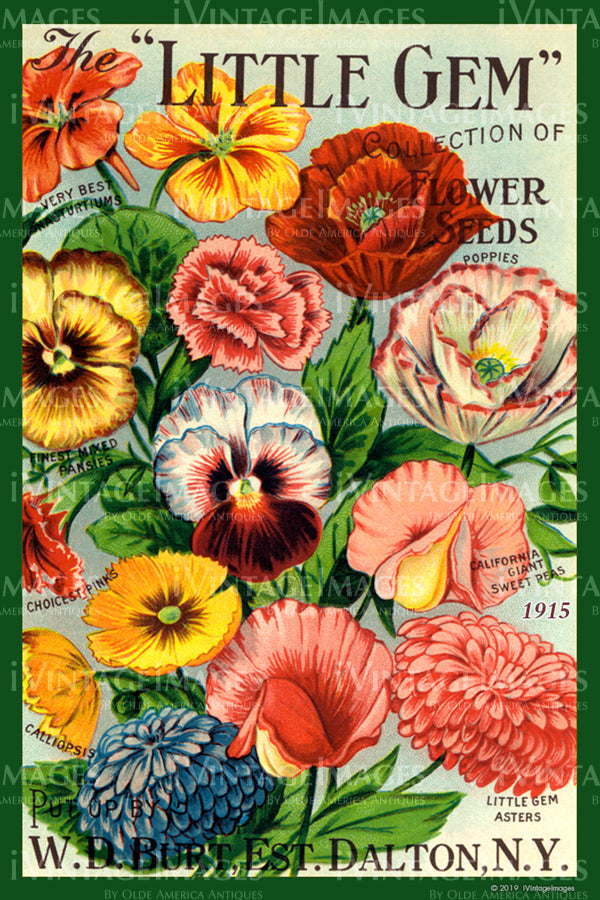 Little Gem Flower Seeds 1915 - 053