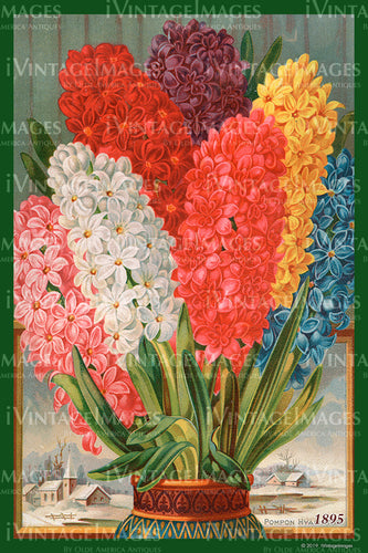 Variety Flower Seeds 1895 - 055