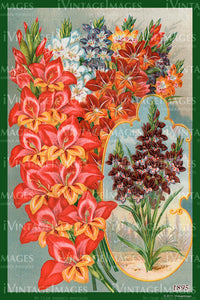 Variety Flower Seeds 1895 - 056