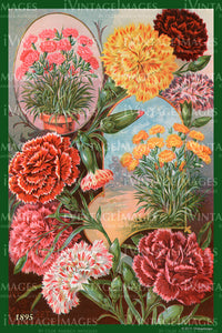 Variety Flower Seeds 1895 - 057