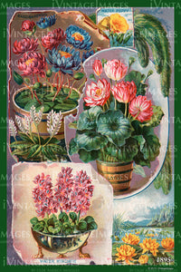Variety Flower Seeds 1895 - 058