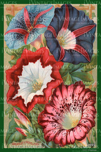 Variety Flower Seeds 1895 - 059