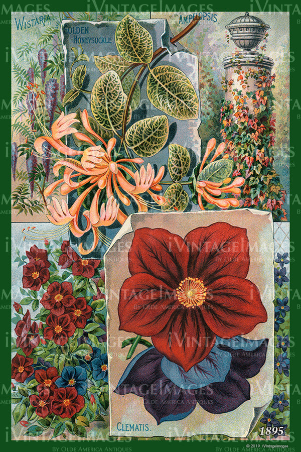 Variety Flower Seeds 1895 - 061