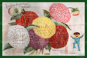 Columbia Flower Seeds 1895 - 062