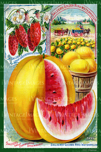 Salzers Watermelon Strawberry 1895 - 001