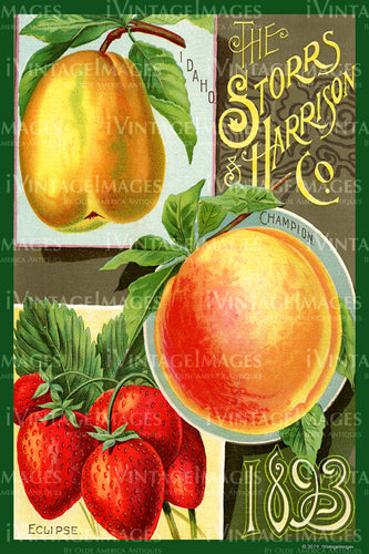 Storrs Harrison Peaches Strawberries 1893 - 002