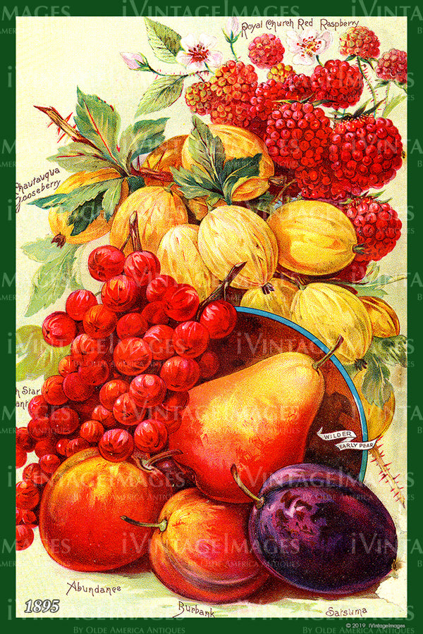 Mixed Fruit 1895 - 003
