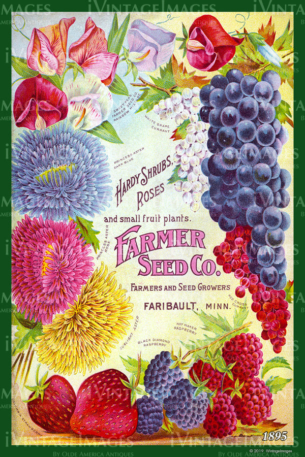 Farmer Seed Mixed Fruit 1895 - 005