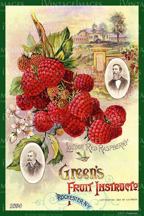 Greens Raspberries 1894 - 006 – iVintageImages