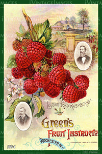 Greens Raspberries 1894 - 006