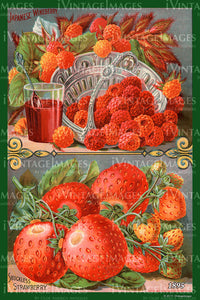 Mixed Berries 1895 - 007