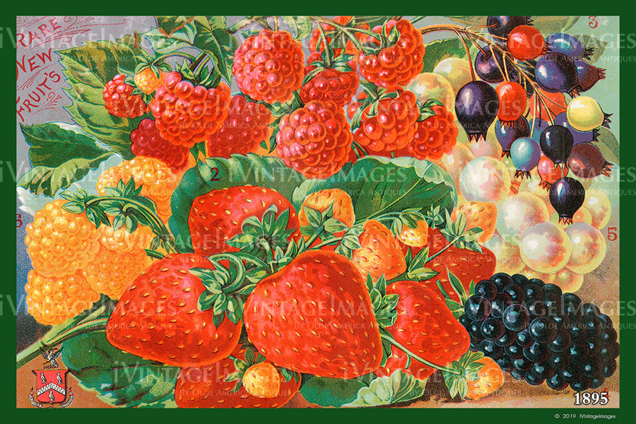 Mixed Berries 1895 - 011