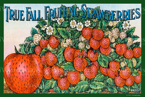 Fall Strawberries 1895 - 012