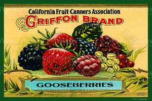 California Gooseberries 1915 - 020