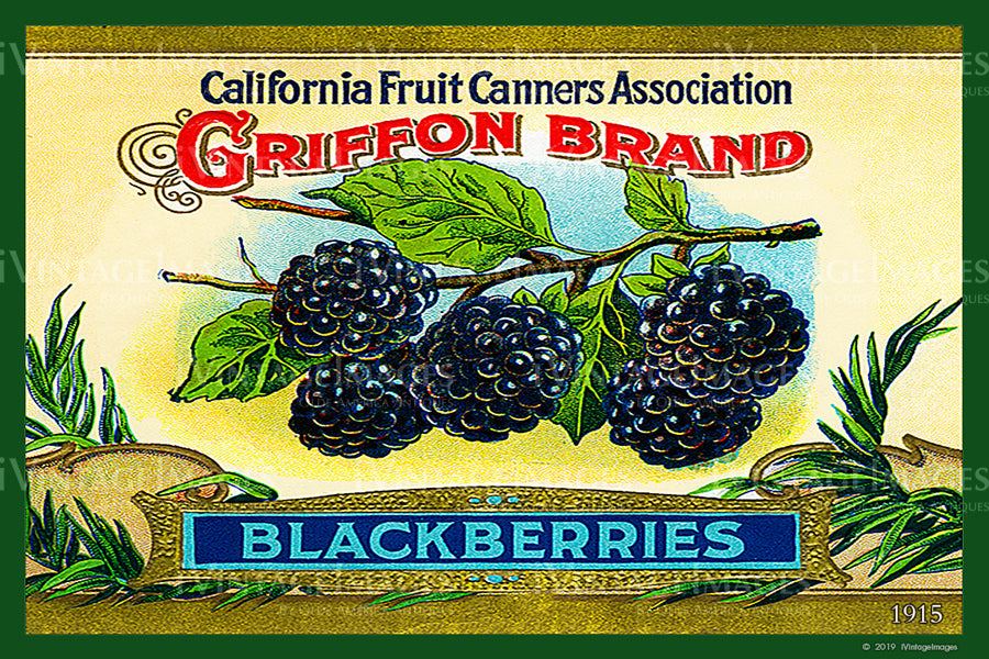 California Blackberries 1915 - 021
