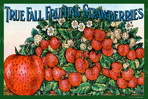 Fall Strawberries 1915 - 030