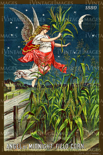 Angel Midnight Field Corn 1880 - 036