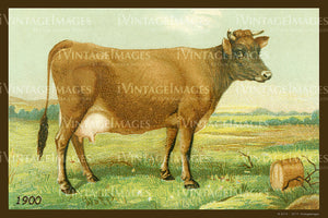 Cow 1900 - 042