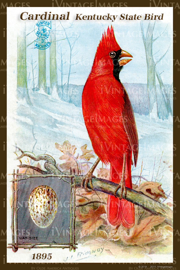 Kentucky State Bird Cardinal 1895 - 014
