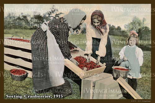 Sorting Cranberries Postcard 1915 - 075