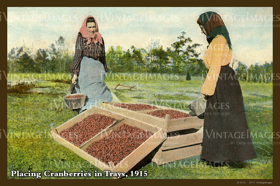 Placing Cranberries Postcard 1915 - 076