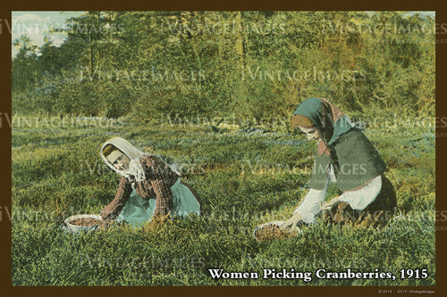 Women Picking Cranberries Postcard 1915 - 077