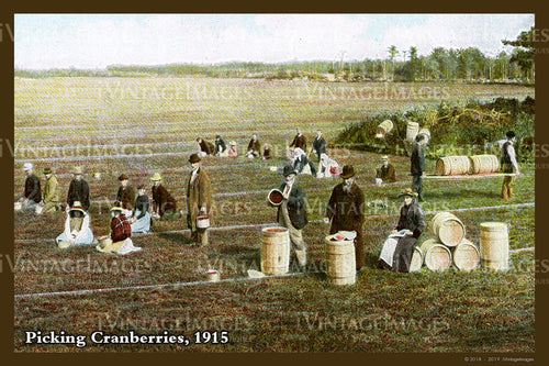 Picking Cranberries Postcard 1915 - 078
