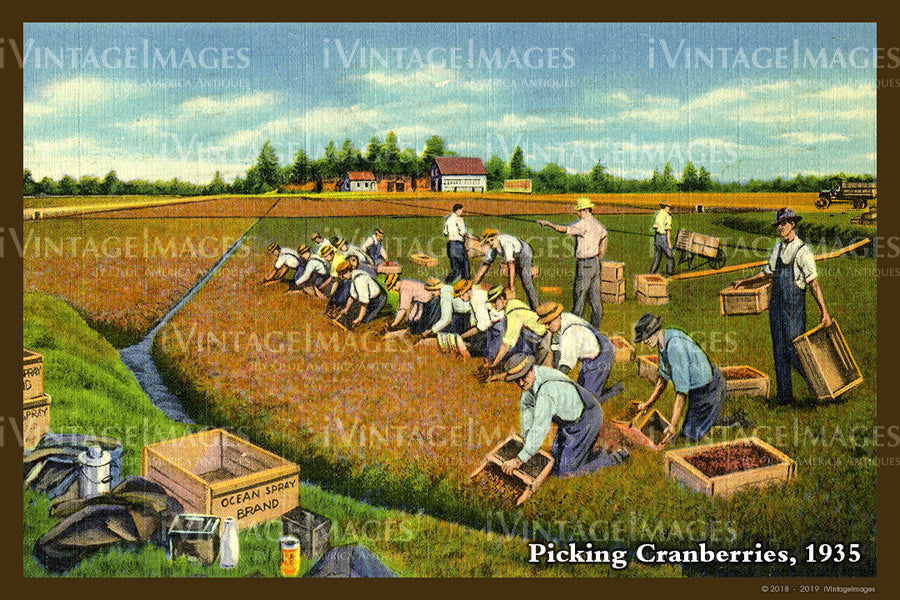Picking Cranberries Postcard 1935 - 079