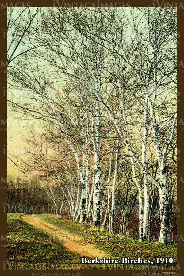 Berkshire Birches Postcard 1910- 099