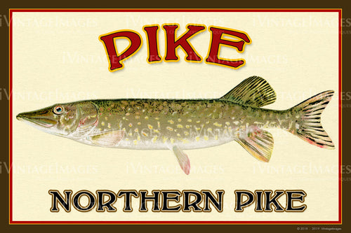 Northern Pike - 020