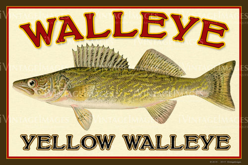 Walleye - Yellow Walleye - 022