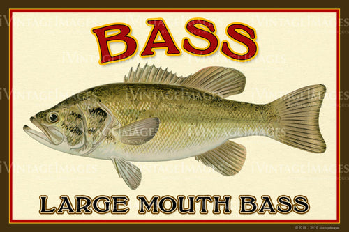 Bass - Large Mouth Bass - 024