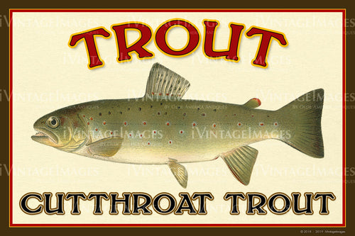 Trout - Cutthroat Trout - 026