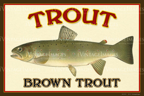 Trout - Brown Trout - 027
