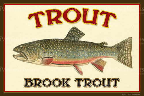 Trout - Brook Trout - 028