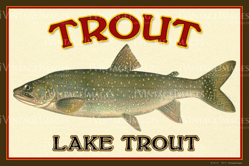 Trout - Lake Trout - 029