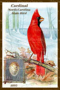 North Carolina State Bird Cardinal 1895 - 025