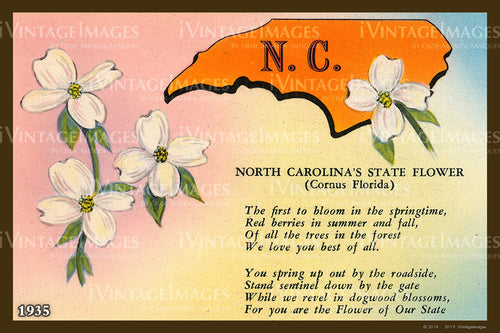 North Carolina State Flower 1935 - 029