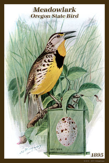 Oregon State Bird 1895 - 062