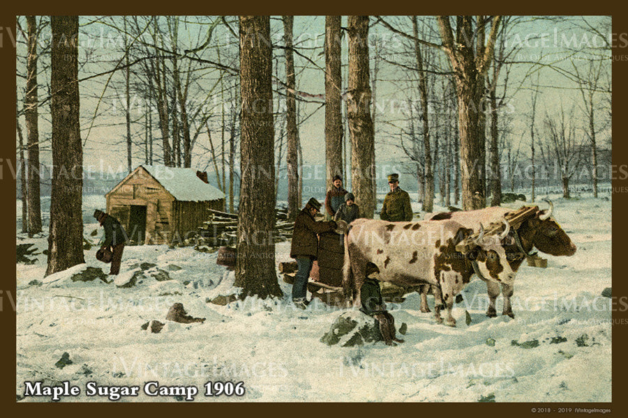 Maple Sugar Camp Postcard 1906 - 024