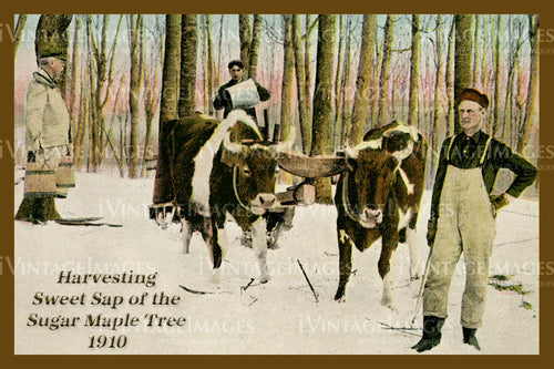 Harvesting Maple Sugar Postcard 1910 - 026