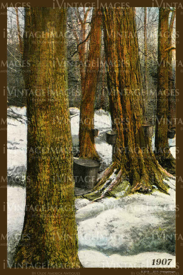 Harvesting Maple Sugar Sap Postcard 1907 - 027